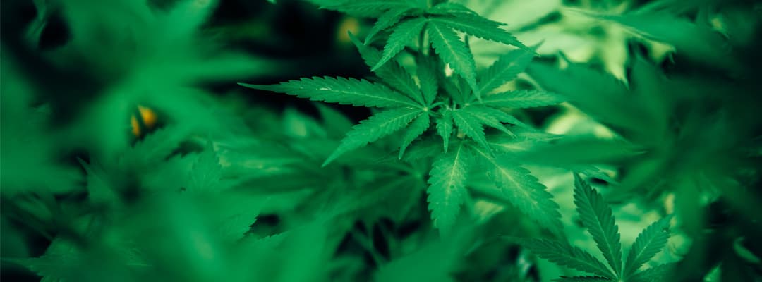 Was sind die Vorteile von Cannabissamen?