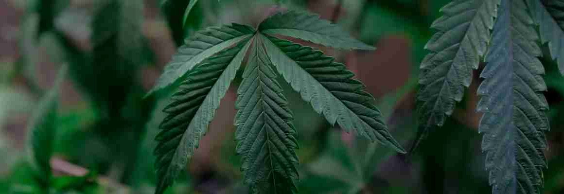 Medizinisches Cannabis im urbanen Umfeld der Reeperbahn